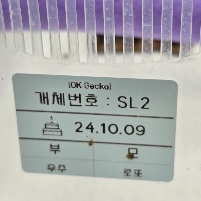 릴리 세이블