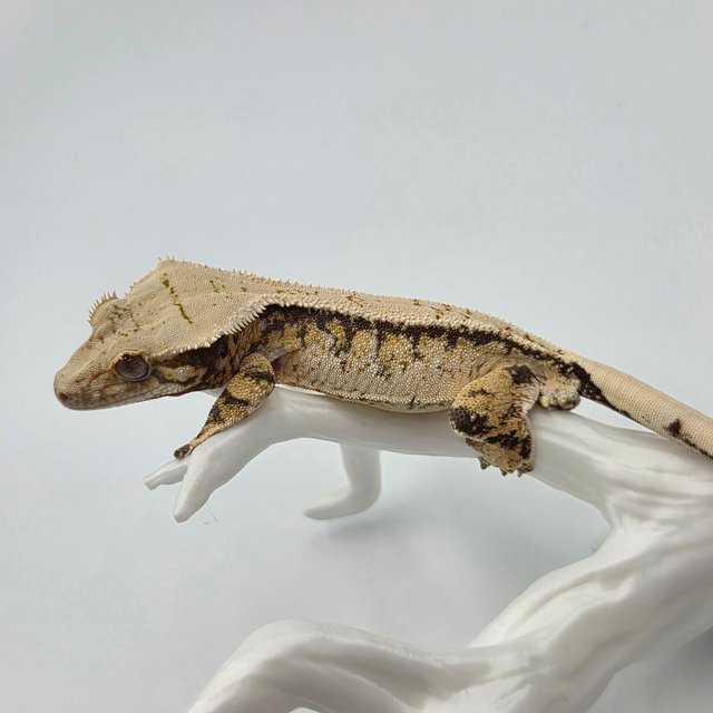 트라이 쿼드 화이트스팟