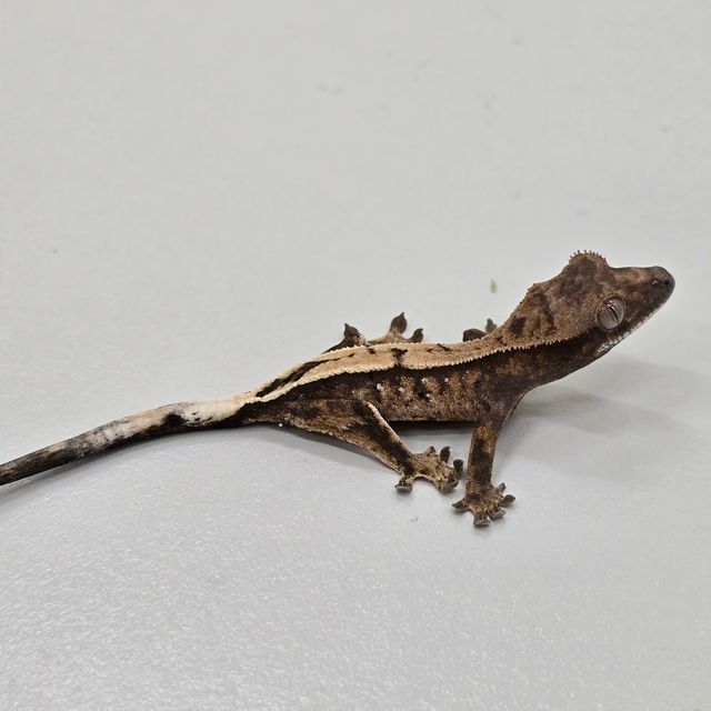 세이블