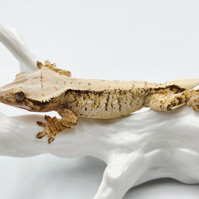 화이트스팟 트라이