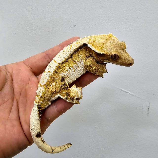 트라이