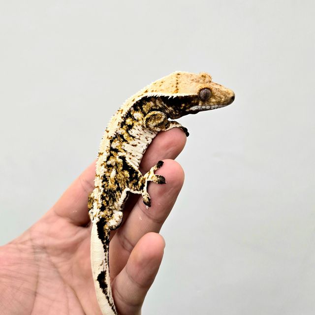 트라이