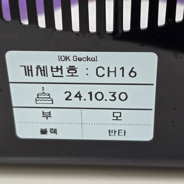 챠콜