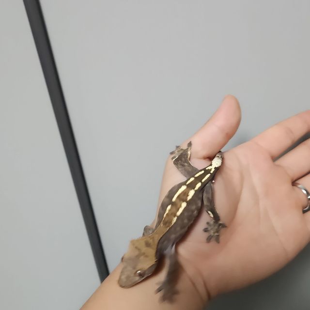 카푸치노