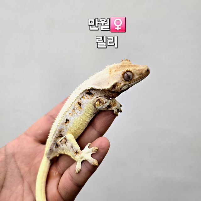 릴리화이트