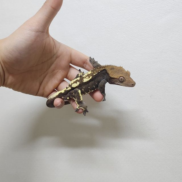 카푸치노