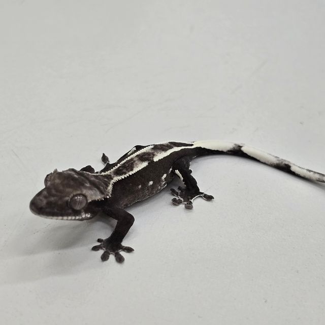 아잔틱