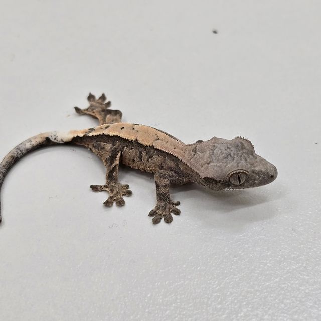 세이블