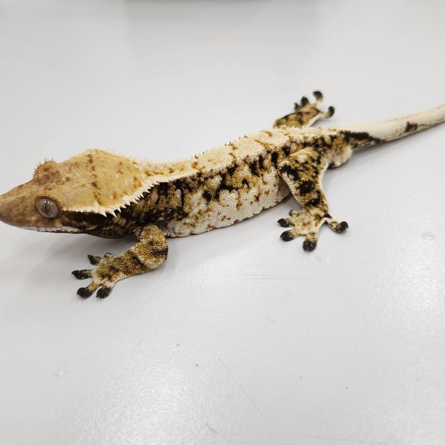 트라이