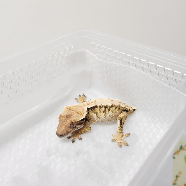 트라이