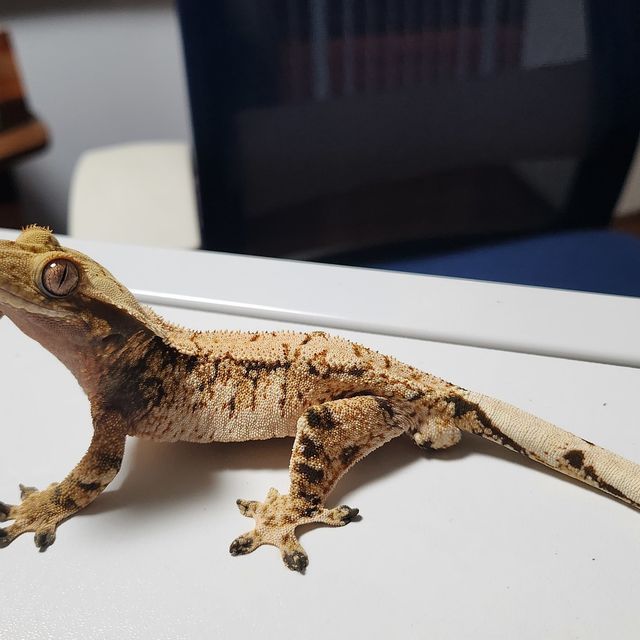 트라이