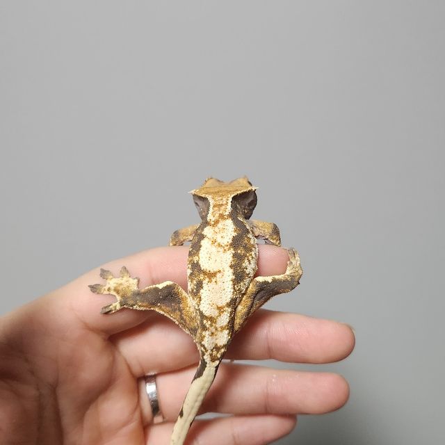 트라이