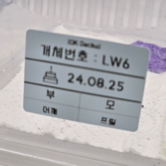 릴리화이트