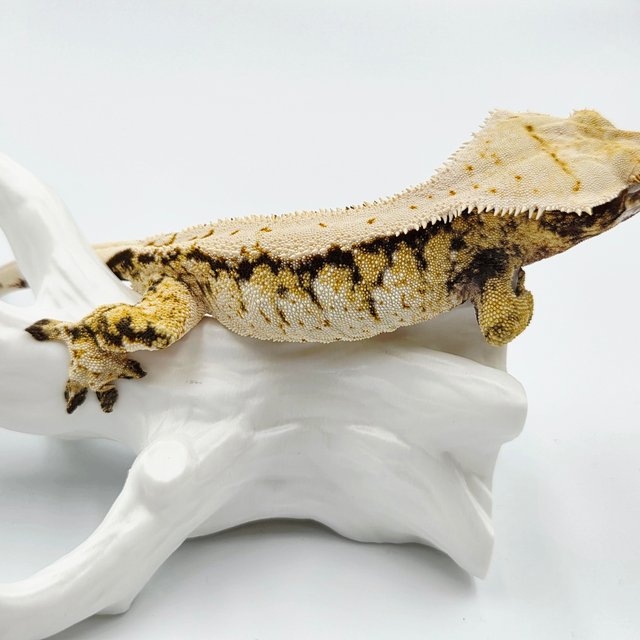 트라이 화이트스팟