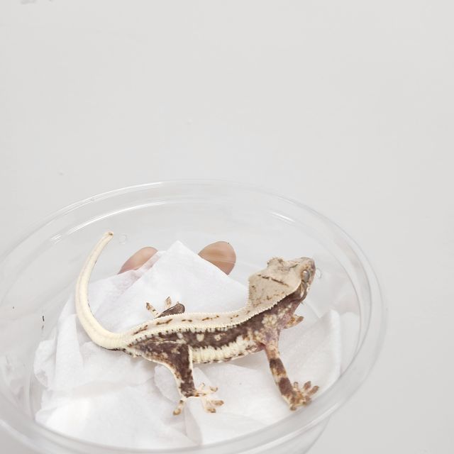 릴리100%헷아잔틱