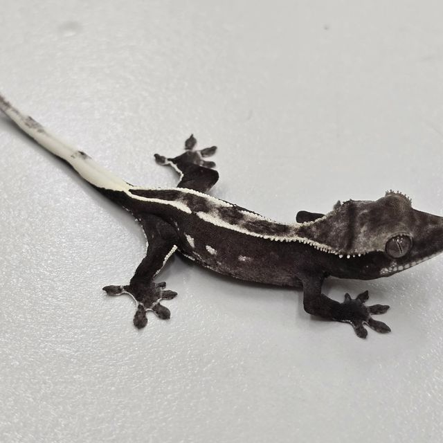 아잔틱