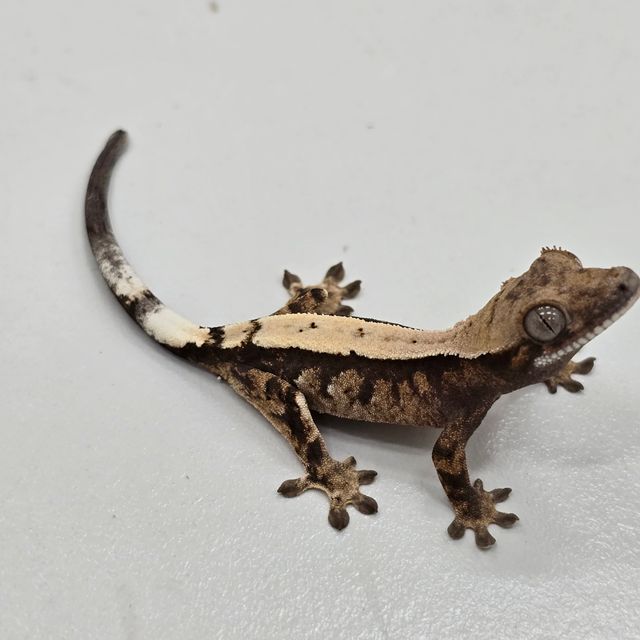 세이블