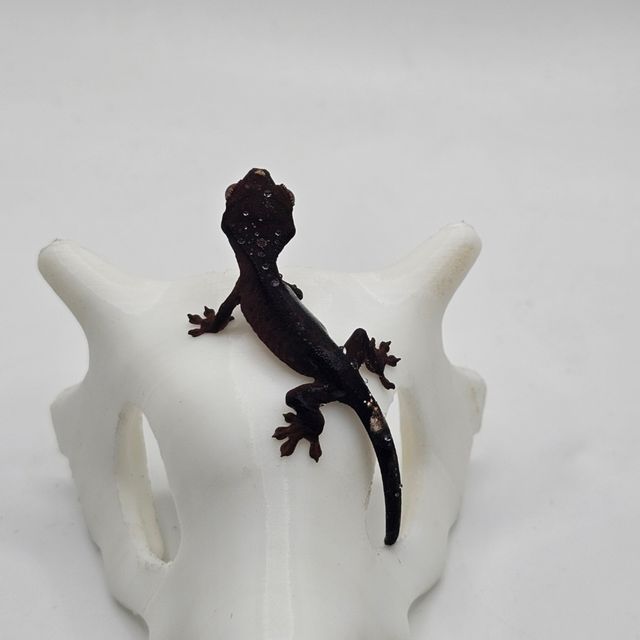 팬텀 다크 블랙 챠콜 알티