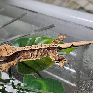 트라이