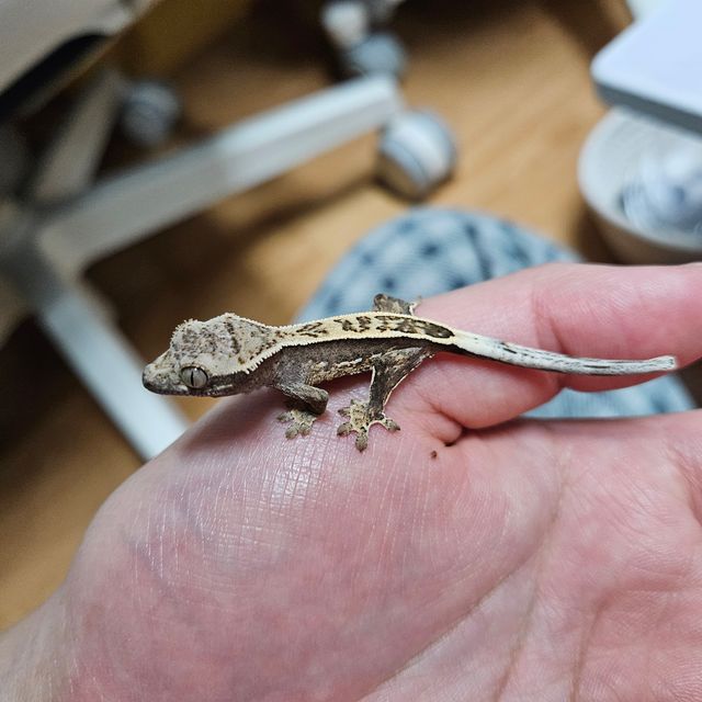 세이블