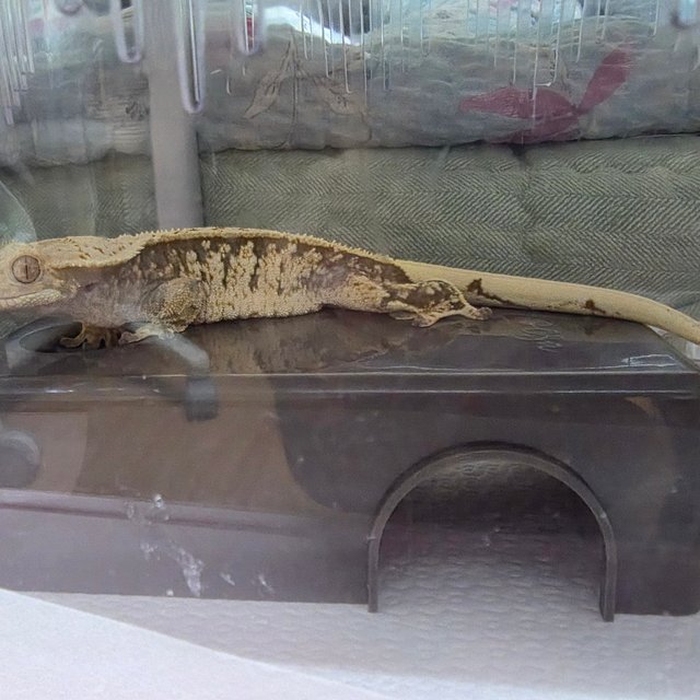 트라이 익스트림할리퀸