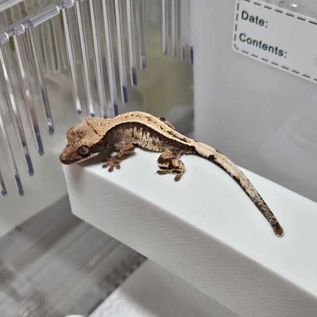 세이블