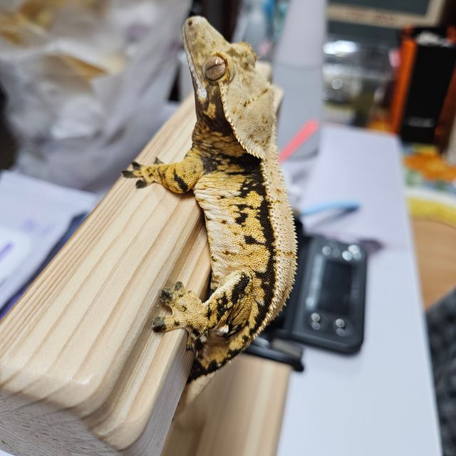 풀핀 트라이