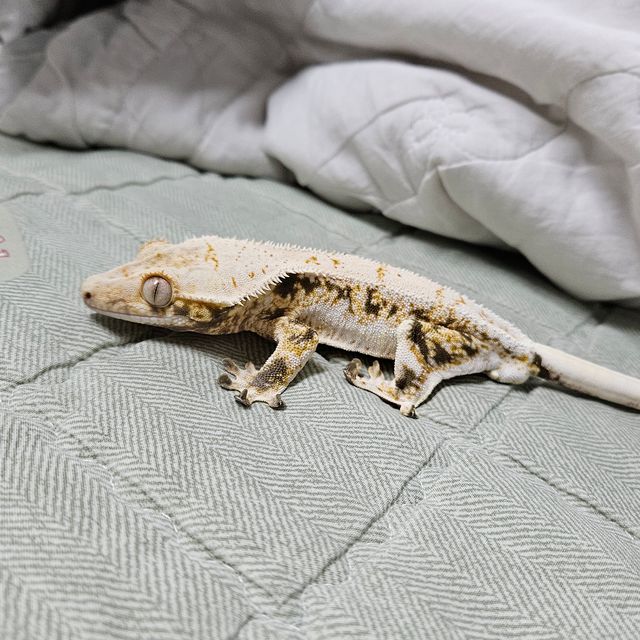 릴리화이트
