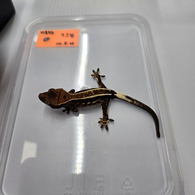 카푸치노