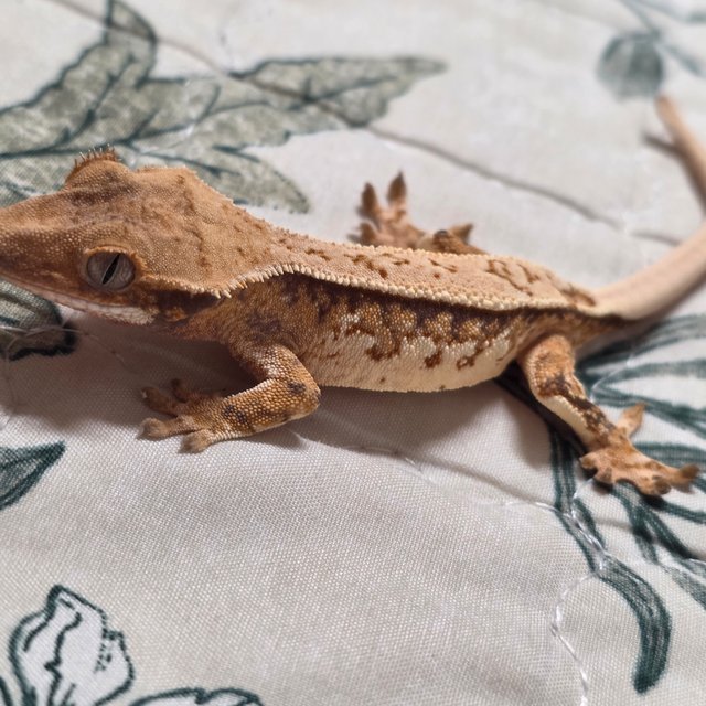 트라이 노멀 텐저린