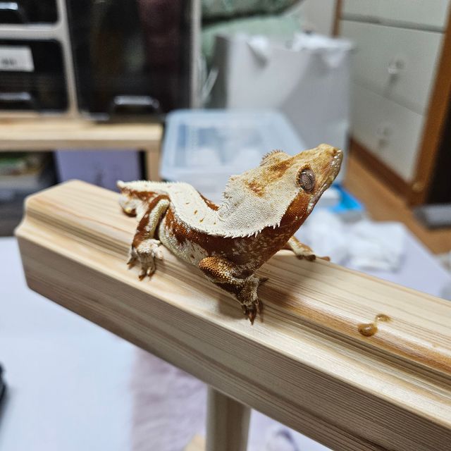 릴리100%헷아잔틱