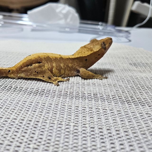100%헷아잔틱