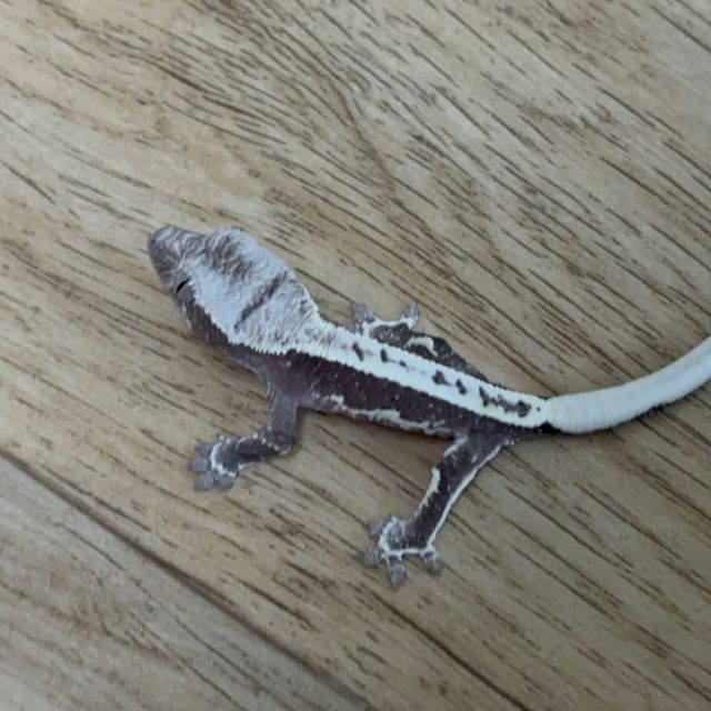 릴잔틱