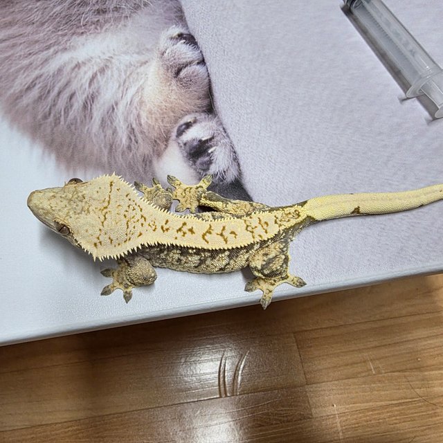 트라이 익스트림할리퀸