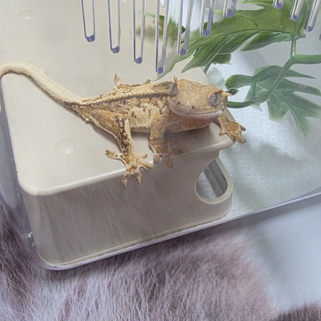 트라이 노멀 텐저린