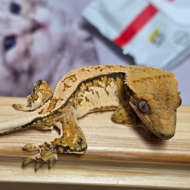 트라이 노멀 텐저린