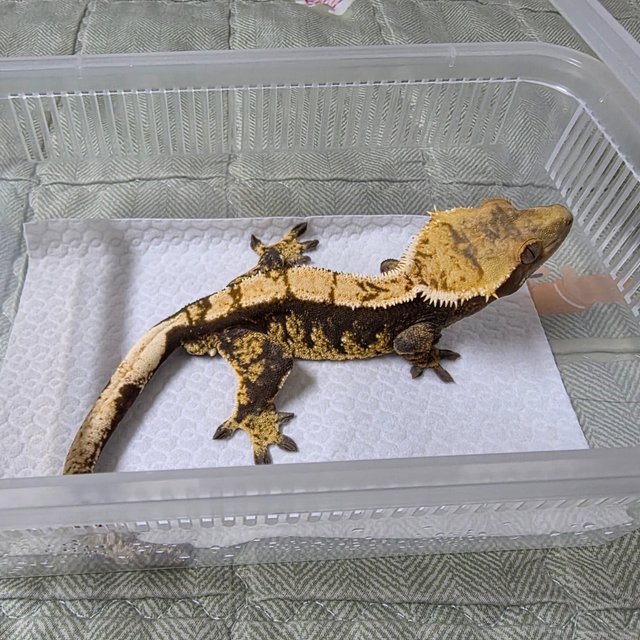 100%헷아잔틱 트라이 다크 플레임