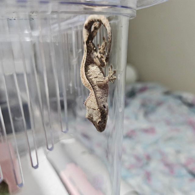 세이블