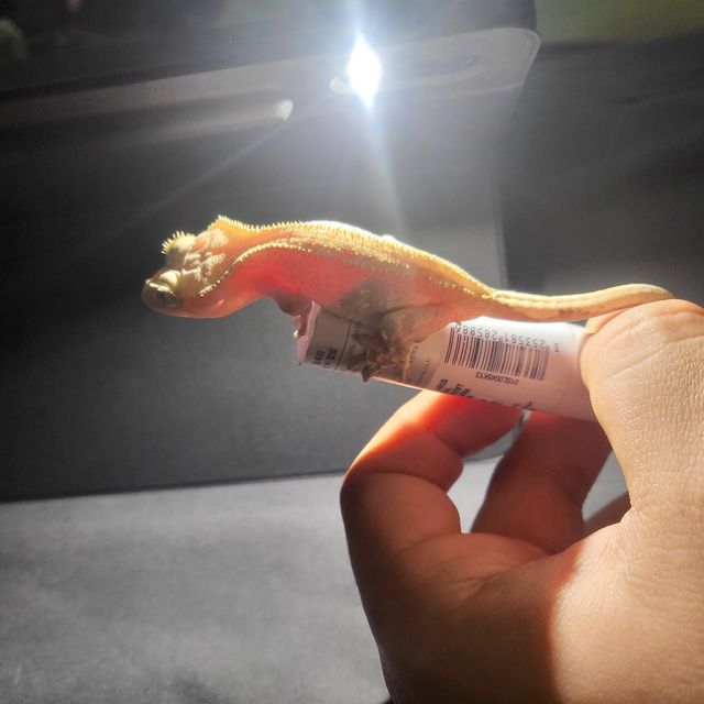 아잔틱 풀핀