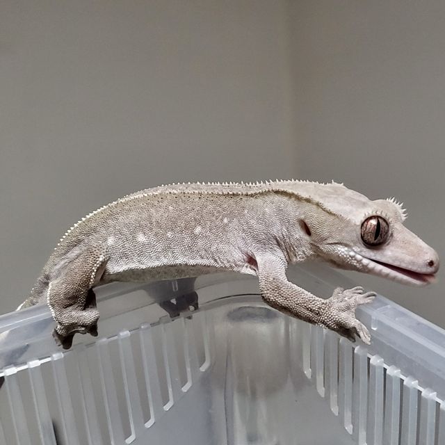 아잔틱 풀핀