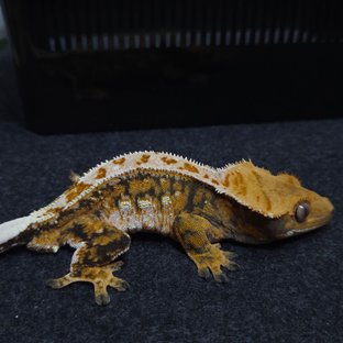 노멀 트라이 드리피 텐저린 레이지