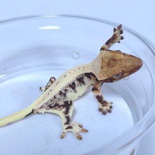 릴리화이트 엑조틱