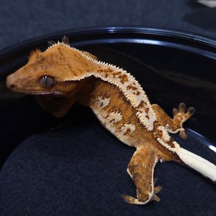 크림 크림시클 노멀