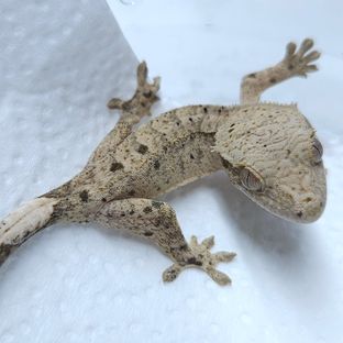 달마시안 슈퍼달마시안