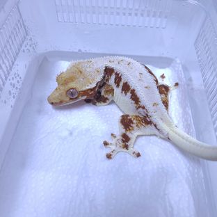 체리