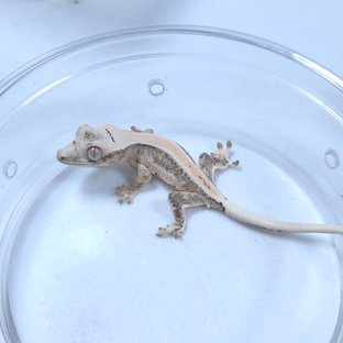 릴리화이트 크림시클