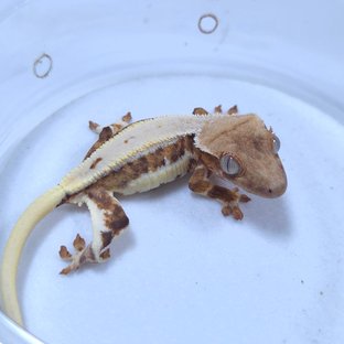 릴리화이트 크림시클