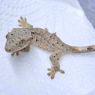 스팸 (부개체사진)