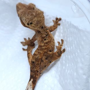 달마시안 슈퍼달마시안