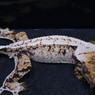 노멀 레이지 드리피